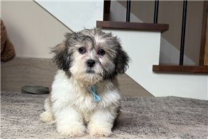 Echo - Shichon for sale