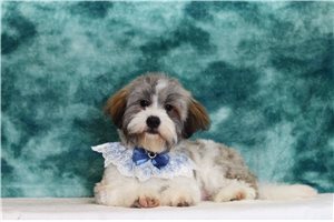 Ezekiel - Shichon for sale