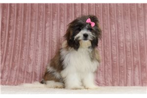 Sally - Shichon for sale