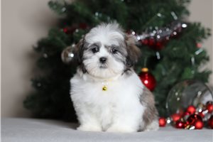 Ulysses - Shichon for sale