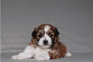 Shelby - Shichon for sale