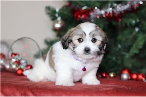 Lola - Shichon for sale