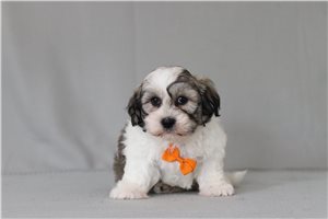 Tyson - Shichon for sale