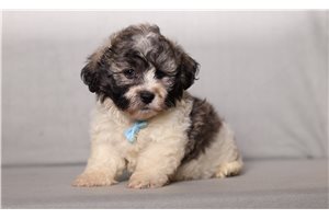 Colby - Shichon for sale