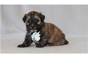 Gris - Shichon for sale