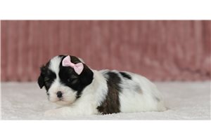Dakota - Shichon for sale