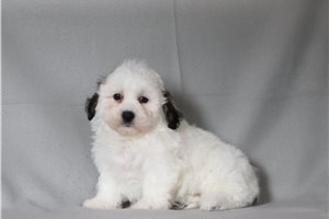 Maddox - Shichon for sale