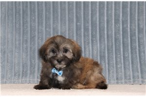 Gris - Shichon for sale
