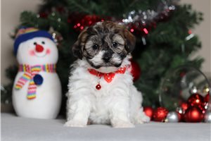 Lillian - Shichon for sale