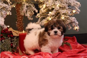 Cooper - Shichon for sale