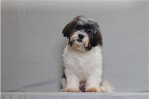 Ezra - Shichon for sale