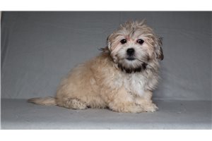Pacino - Shichon for sale