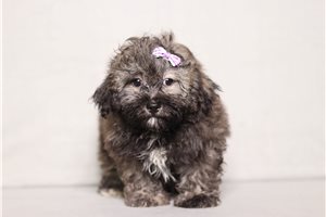 Erica - Shichon for sale