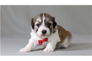 Reginald - Shichon for sale