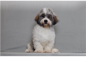 Ezekiel - Shichon for sale