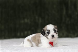 Donald - Shichon for sale