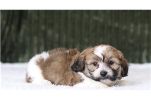 Daniel - Shichon for sale