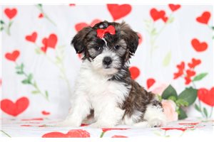 Enid - Shichon for sale