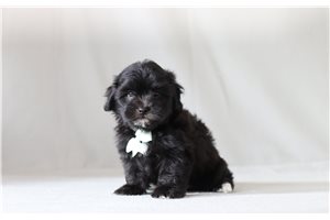 Virtus - Shichon for sale