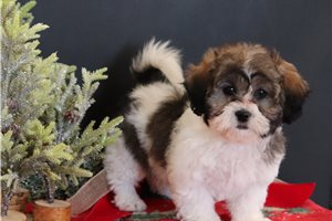 Daisy - Shichon for sale