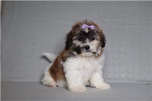 Edith - Shichon for sale