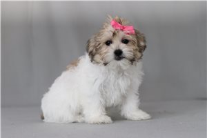 Mandy - Shichon for sale