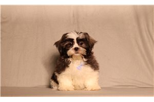 Emilio - Shichon for sale