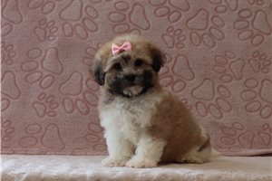 Sherri - Shichon for sale