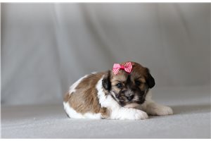 Sandra - Shichon for sale