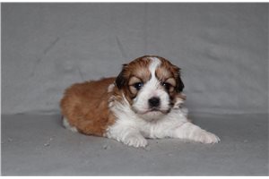 Shiloh - Shichon for sale