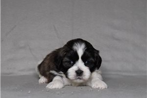 Emmie - Shichon for sale