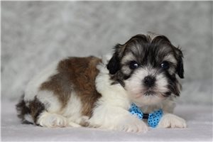 Echo - Shichon for sale