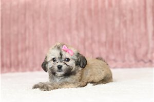 Goldie - Shichon for sale