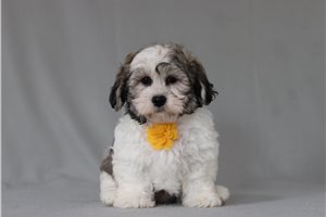 Tyson - Shichon for sale