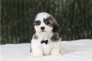 Grover - Shichon for sale