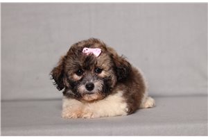Cricket - Shichon for sale