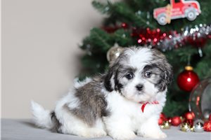 Ulrich - Shichon for sale