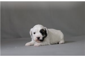 Tybalt - Shichon for sale