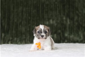 Domingo - Shichon for sale