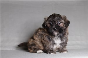 Earnest - Shichon for sale