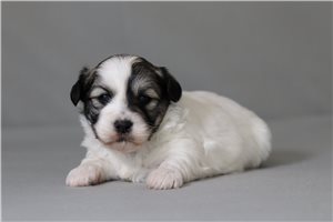 Tyson - Shichon for sale