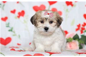 Erin - Shichon for sale