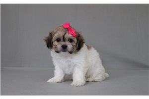 Mandy - Shichon for sale