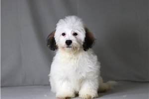 Maddox - Shichon for sale