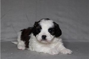 Enola - Shichon for sale
