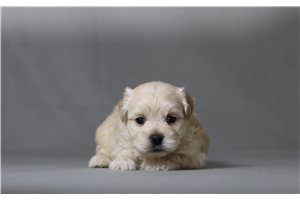 Vydett - Shichon for sale
