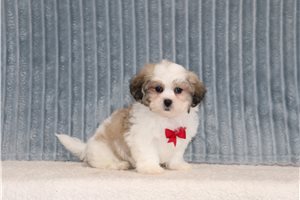 Donald - Shichon for sale