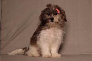 Edith - Shichon for sale