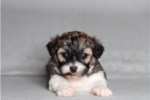 Cricket - Shichon for sale