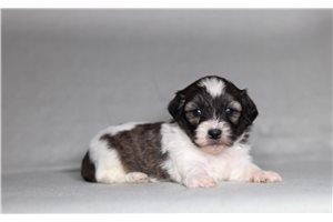 Cruz - Shichon for sale
